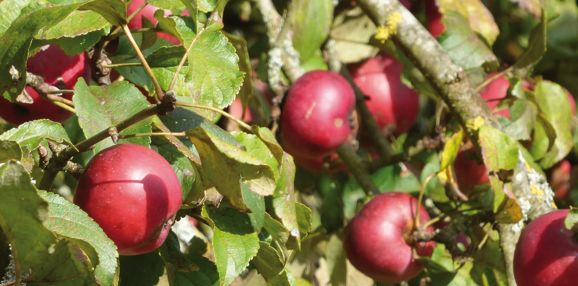 Streuobstwiese der Luisengärten in Riedenburg